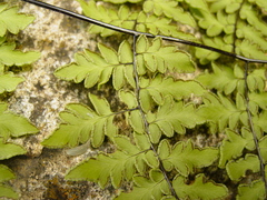 Myriopteris aemula