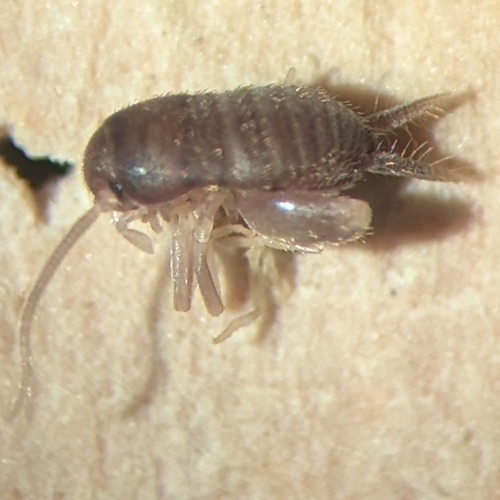 Eastern Ant Cricket photo 4