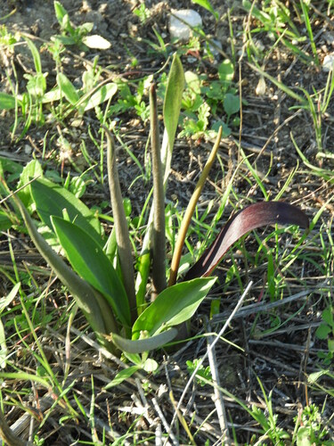 Image of Biarum Carratracense (Biarum carratracense) by (c) Santiago Martín-Bravo, some rights reserved (CC BY)