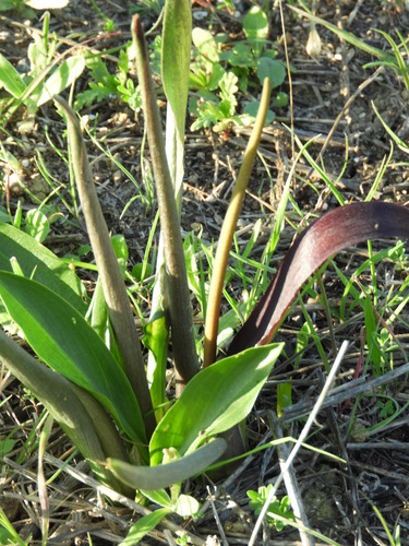 Image of Biarum Carratracense (Biarum carratracense) by (c) Santiago Martín-Bravo, some rights reserved (CC BY)