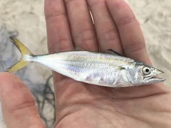 Scomberomorus cavalla