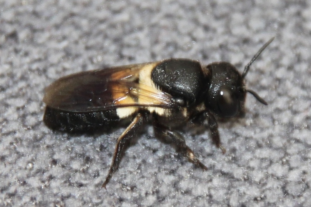 Megachile disjuncta