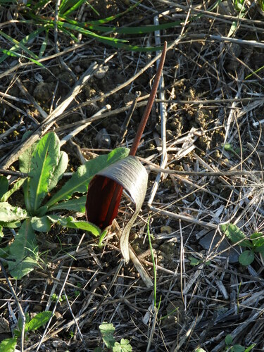 Image of Biarum Carratracense (Biarum carratracense) by (c) Santiago Martín-Bravo, some rights reserved (CC BY)