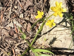 Ranunculus alismifolius