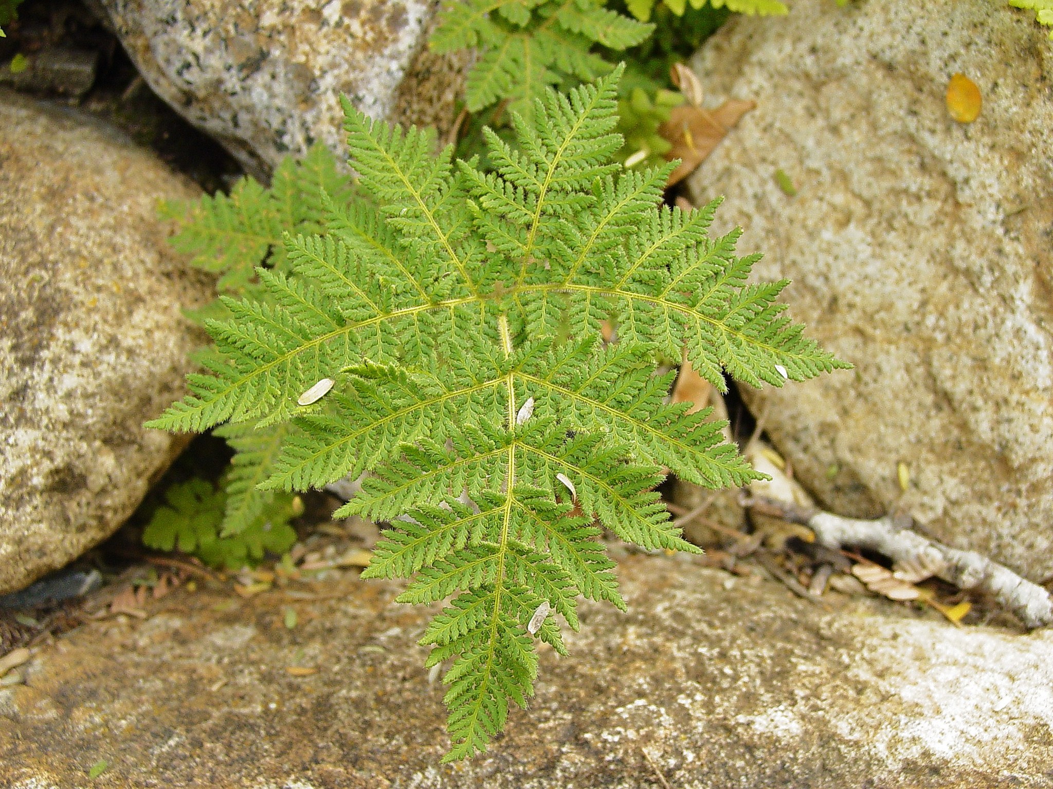Cheilanthes leucopoda