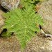 Whitefoot Lipfern - Photo (c) Carlos G Velazco-Macias, some rights reserved (CC BY-NC), uploaded by Carlos G Velazco-Macias