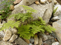 Cheilanthes leucopoda