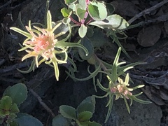 Castilleja pilosa
