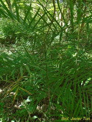 Chamaedorea seifrizii