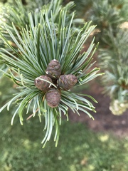 Pinus parviflora