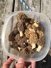Morchella americana