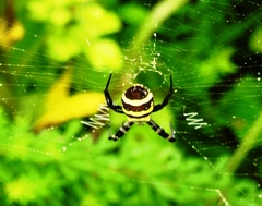 Argiope amoena