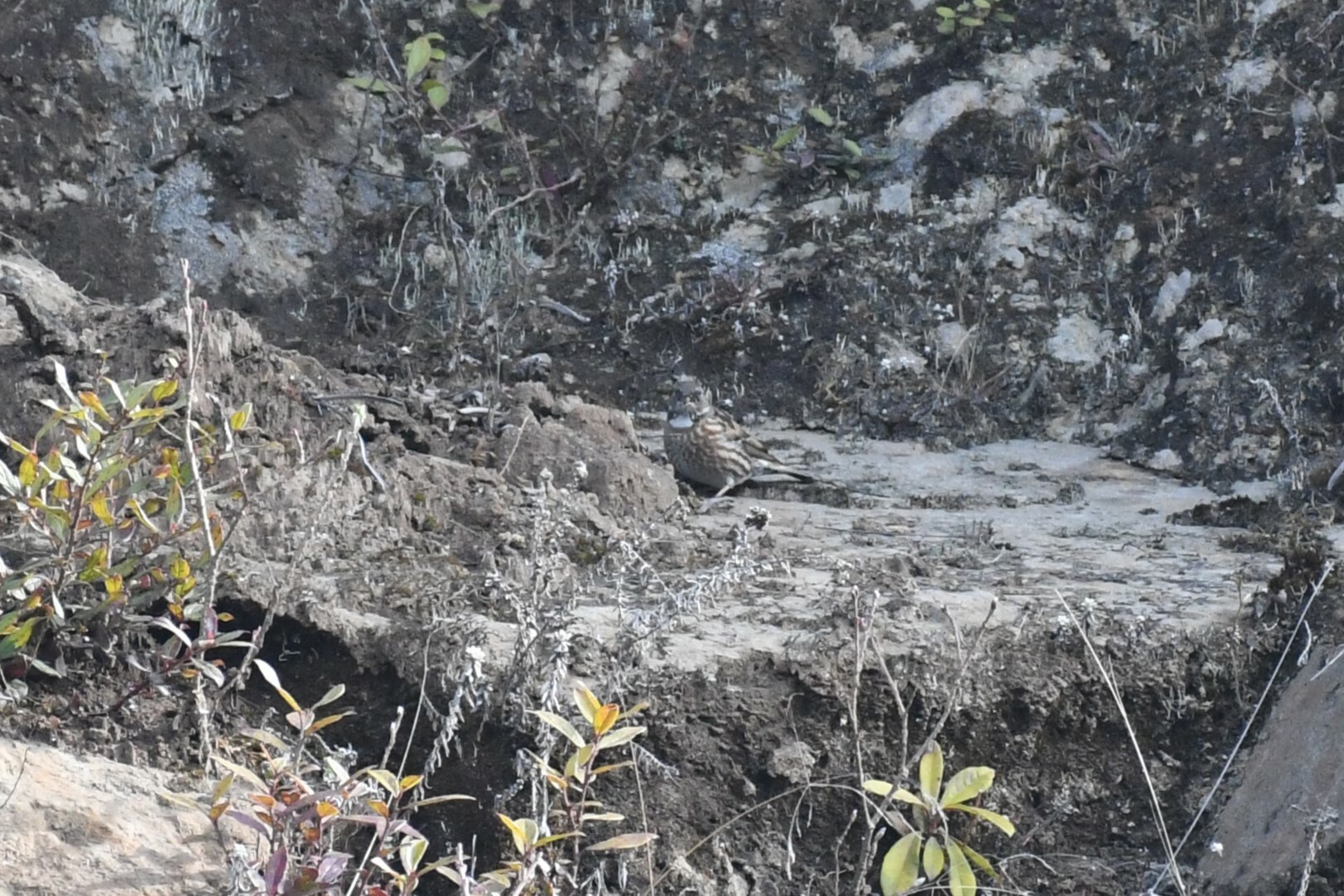 Altai Accentor