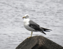 Larus crassirostris