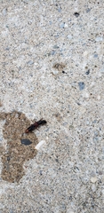 Platydracus cinnamopterus