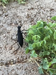 Epicauta cinerea-group