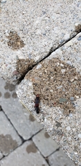Platydracus cinnamopterus