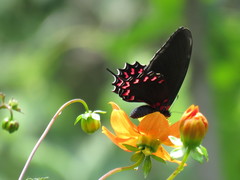 Mimoides thymbraeus aconophos