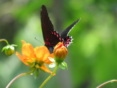 Mimoides thymbraeus aconophos