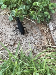 Epicauta cinerea-group