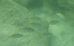 Caranx bartholomaei