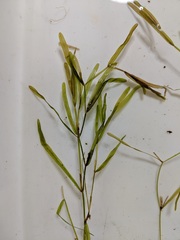 Potamogeton obtusifolius