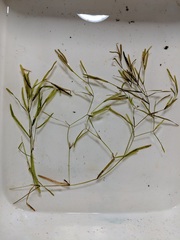 Potamogeton obtusifolius