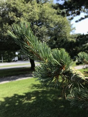 Pinus parviflora