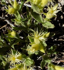 Silene parishii
