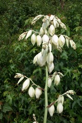 Yucca cernua