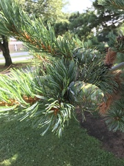 Pinus parviflora