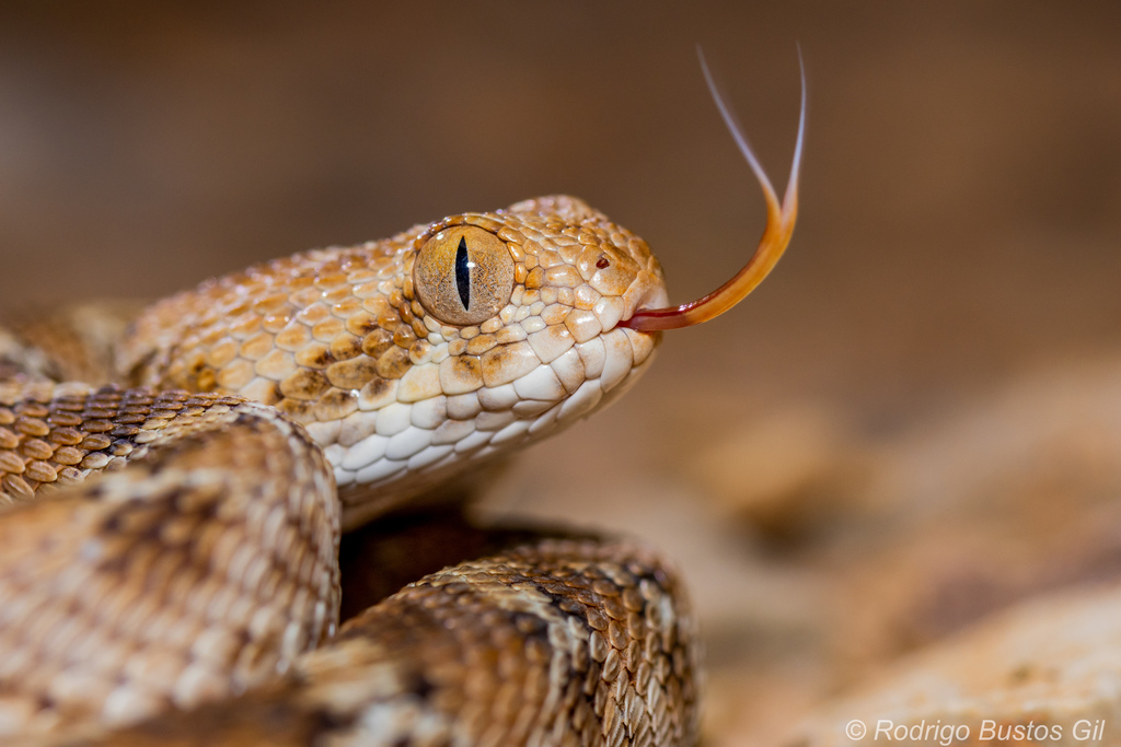 Roman's Saw-Scaled Viper