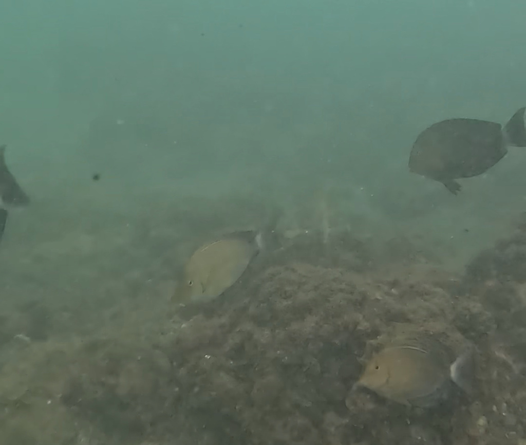 Yellowfin surgeonfish