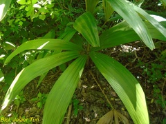 Cryosophila stauracantha