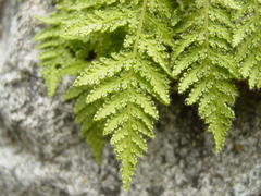 Cheilanthes leucopoda