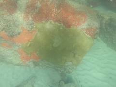 Palythoa caribaeorum