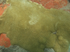 Palythoa caribaeorum