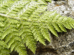 Cheilanthes leucopoda