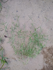 Eragrostis hypnoides