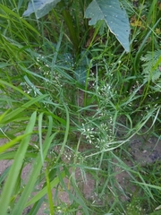 Eragrostis hypnoides