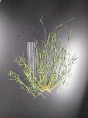 Eragrostis hypnoides