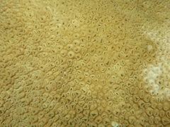 Palythoa caribaeorum