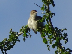 Cisticola chiniana