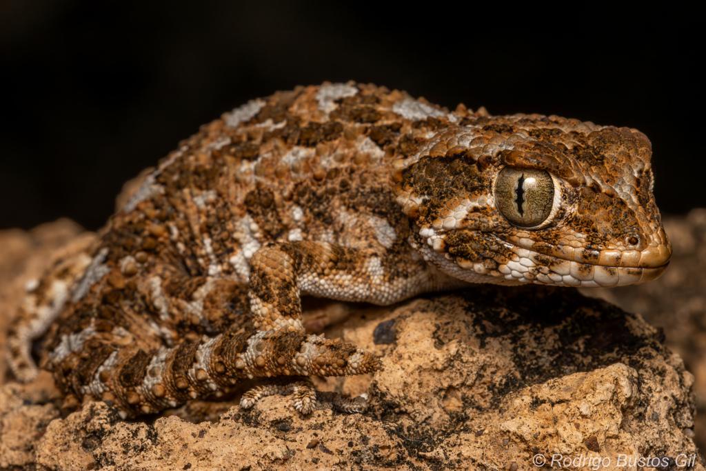 Helmethead Gecko