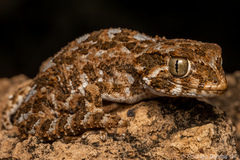 Helmethead Gecko photo 1