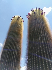 Cephalocereus polylophus