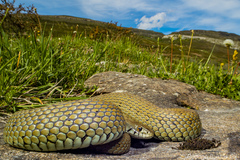 Iberian Grass Snake photo 3