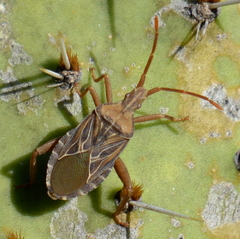 Chelinidea tabulata