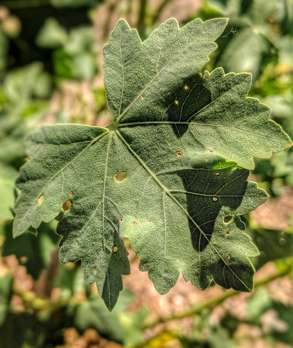 Island mallow foliage