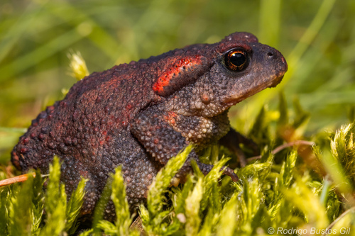 Spiny Toad, photo 7 of 7